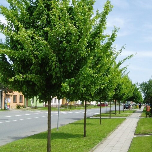 Veldesdoorn Elsrijk (Acer campestre)